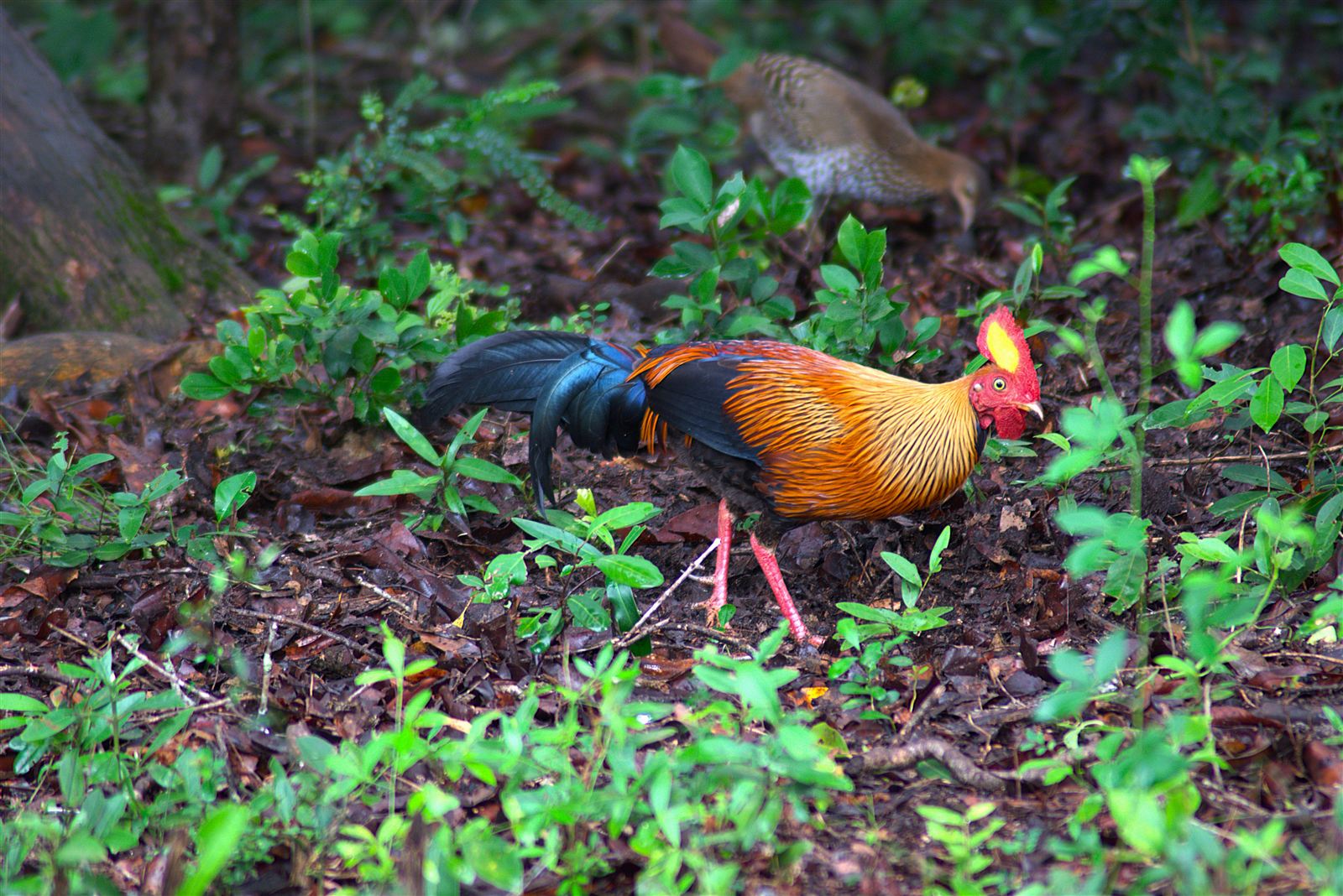 Sri Lankan Junglefowl in Wilpattu